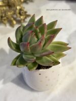 Composition végétale de plantes succulentes avec un tasse en céramique blanche motif pois dorés