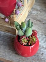 Composition végétale de plantes succulentes avec un petit pot rond en céramique rouge