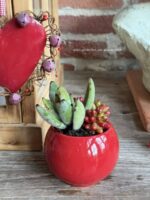 Composition végétale de plantes succulentes avec un petit pot rond en céramique rouge