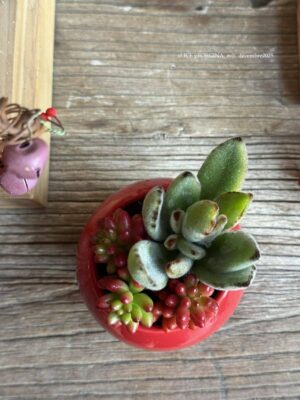 Composition végétale de plantes succulentes avec un petit pot rond en céramique rouge