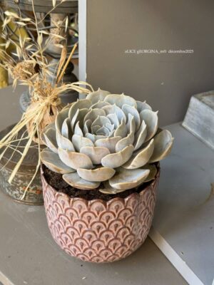 Composition végétale de plantes succulentes avec un cache pot en céramique rose, motif
