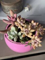 Composition végétale de plantes succulentes avec un pot en céramique rose et un collier en métal strass rose