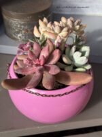 Composition végétale de plantes succulentes avec un pot en céramique rose et un collier en métal strass rose
