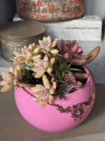 Composition végétale de plantes succulentes avec un pot en céramique rose et un collier en métal strass rose