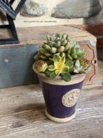 Composition végétale de plantes succulentes avec un pot en terre cuite Royal Garden Kew