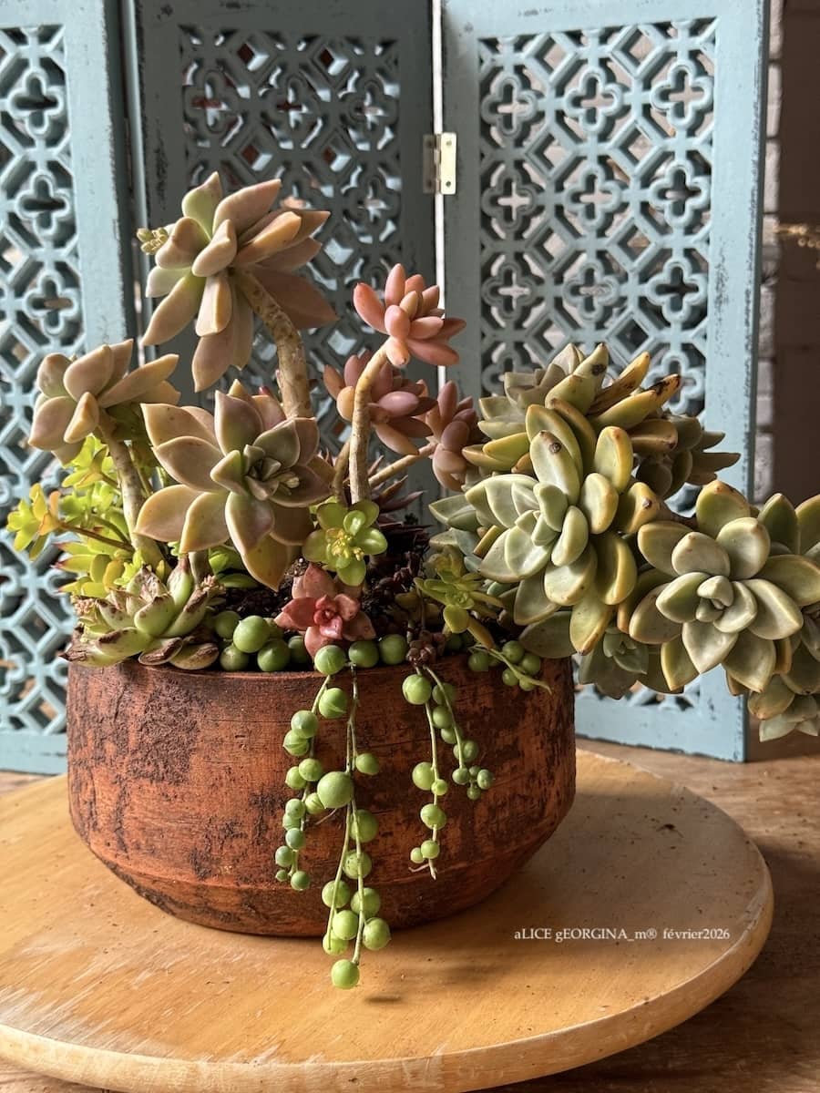 Composition végétale de plantes succulentes avec un pot rond large et bas en terre au motif relief irisé et des succulentes variées