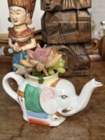 Composition végétale de plantes succulentes avec une théière miniature zoomorphe éléphant en porcelaine