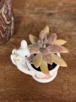 Composition végétale de plantes succulentes avec un pot miniature en porcelaine orné d'une souris miniature en jupe