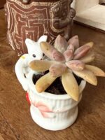 Composition végétale de plantes succulentes avec un pot miniature en porcelaine orné d'une souris miniature en jupe