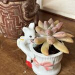 Composition végétale de plantes succulentes avec un pot miniature en porcelaine orné d'une souris miniature en jupe
