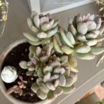 Composition végétale de plantes succulentes avec un pot haut rose en terre et bordure festonnée