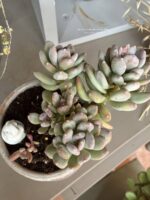 Composition végétale de plantes succulentes avec un pot haut rose en terre et bordure festonnée