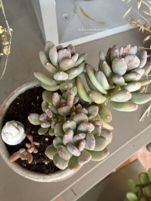 Composition végétale de plantes succulentes avec un pot haut rose en terre et bordure festonnée