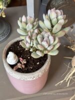Composition végétale de plantes succulentes avec un pot haut rose en terre et bordure festonnée