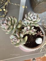 Composition végétale de plantes succulentes avec un pot haut rose en terre et bordure festonnée