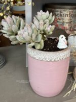 Composition végétale de plantes succulentes avec un pot haut rose en terre et bordure festonnée