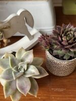 Composition végétale de plantes succulentes avec 2 pots en grès blanc et gris à motif plumetis