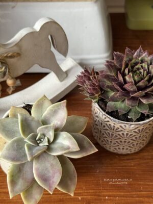 Composition végétale de plantes succulentes avec 2 pots en grès blanc et gris à motif plumetis