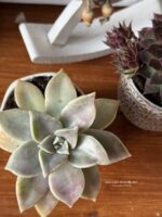 Composition végétale de plantes succulentes avec 2 pots en grès blanc et gris à motif plumetis