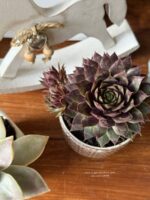 Composition végétale de plantes succulentes avec 2 pots en grès blanc et gris à motif plumetis