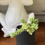 Composition végétale de plantes succulentes avec un verre à dent en céramique noir mat