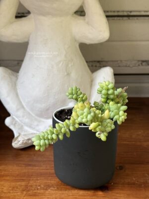 Composition végétale de plantes succulentes avec un verre à dent en céramique noir mat