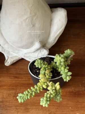 Composition végétale de plantes succulentes avec un verre à dent en céramique noir mat