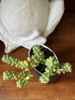 Composition végétale de plantes succulentes avec un verre à dent en céramique noir mat