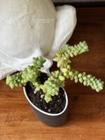 Composition végétale de plantes succulentes avec un verre à dent en céramique noir mat