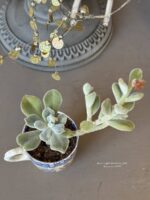 Composition végétale de plantes succulentes avec une tasse ancienne en céramique, motif floral bleu