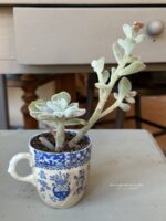 Composition végétale de plantes succulentes avec une tasse ancienne en céramique, motif floral bleu