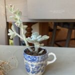 Composition végétale de plantes succulentes avec une tasse ancienne en céramique, motif floral bleu