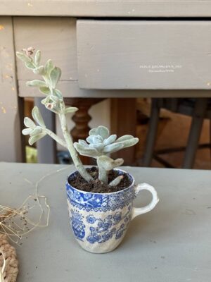 Composition végétale de plantes succulentes avec une tasse ancienne en céramique, motif floral bleu