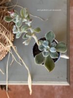 Composition végétale de plantes succulentes avec une tasse ancienne en céramique, motif floral bleu