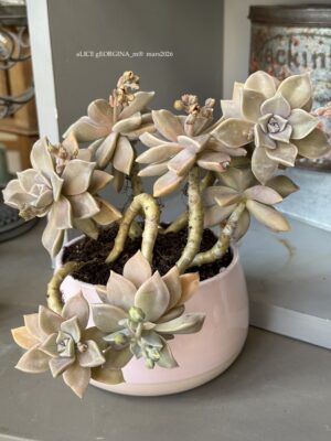 Composition végétale de plantes succulentes avec un pot rond en céramique rose