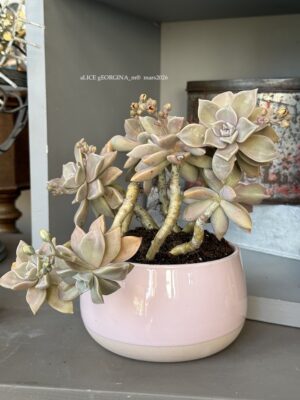 Composition végétale de plantes succulentes avec un pot rond en céramique rose