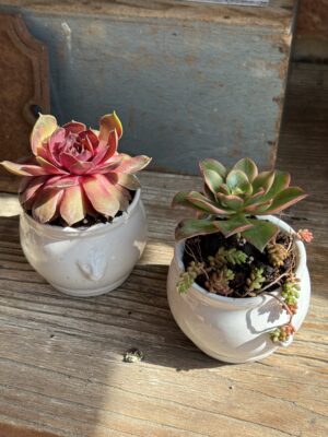 Composition végétale de plantes succulentes avec une soupière miniature décor tête de lion, en grès blanc