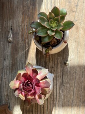 Composition végétale de plantes succulentes avec une soupière miniature décor tête de lion, en grès blanc
