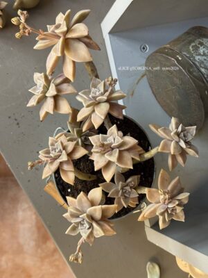 Composition végétale de plantes succulentes avec un seau en acier galvalisé gris et une anse en bois