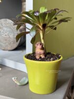 Composition végétale de plantes succulentes avec un pot vert en céramique et un singe miniature en bois