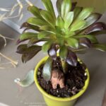 Composition végétale de plantes succulentes avec un pot vert en céramique et un singe miniature en bois