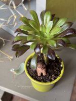 Composition végétale de plantes succulentes avec un pot vert en céramique et un singe miniature en bois