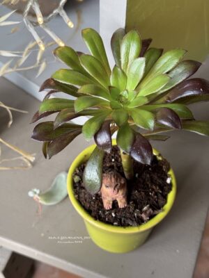 Composition végétale de plantes succulentes avec un pot vert en céramique et un singe miniature en bois