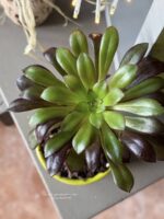 Composition végétale de plantes succulentes avec un pot vert en céramique et un singe miniature en bois