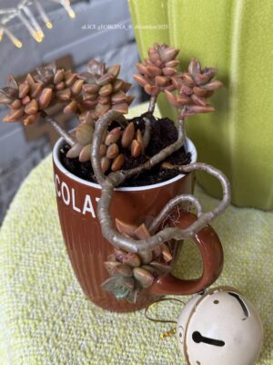Composition végétale de plantes succulentes avec un mug en céramique marron, relief côtelé et inscription Chocolat