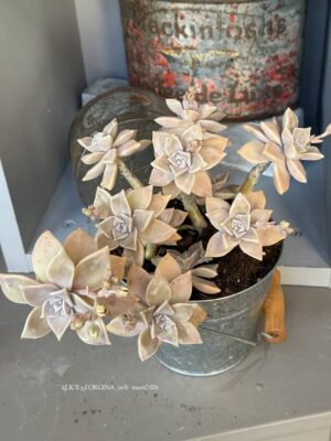 Composition végétale de plantes succulentes avec un seau en acier galvalisé gris et une anse en bois