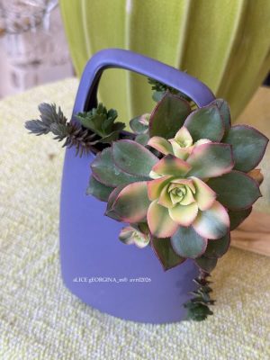 Composition végétale de plantes succulentes avec un pot en céramique violet de forme haute avec anse