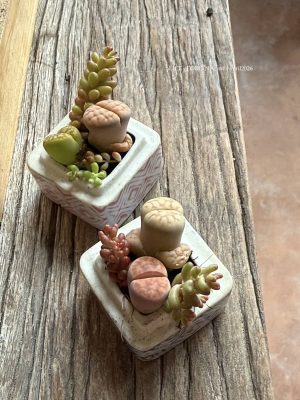 Composition végétale de plantes succulentes avec 2 boîtes en porcelaine carrées, motif géométrique