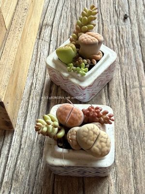 Composition végétale de plantes succulentes avec 2 boîtes en porcelaine carrées, motif géométrique