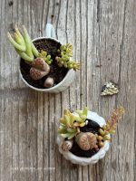 Composition végétale de plantes succulentes avec 1 tasse et 1 boîte en porcelaine carrées, motif géométrique